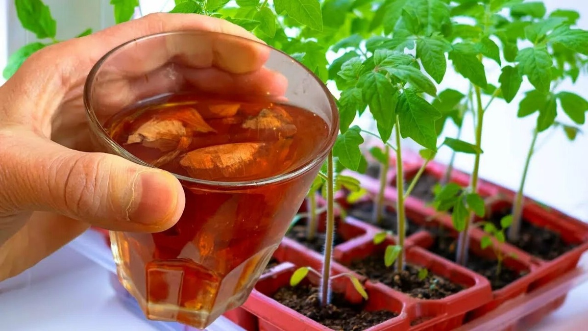 Подкормка томатов