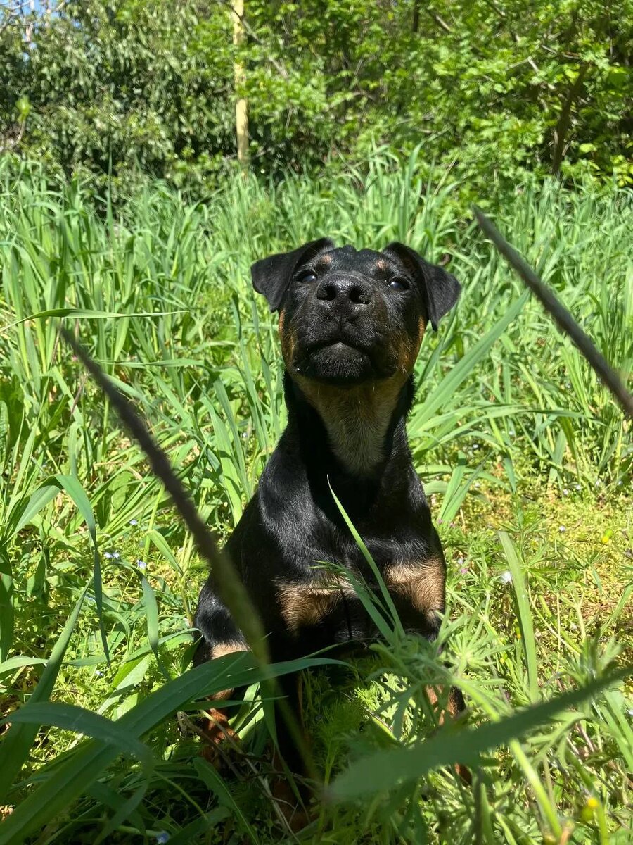 Я таблеточку сожрал и на всех клещей насрал :)
