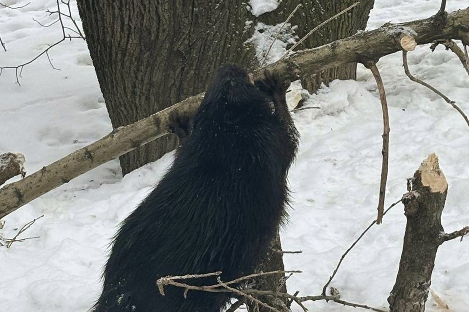    Бобр стал местной знаменитостью. Фото: t.me/kazdoytvaripopare
