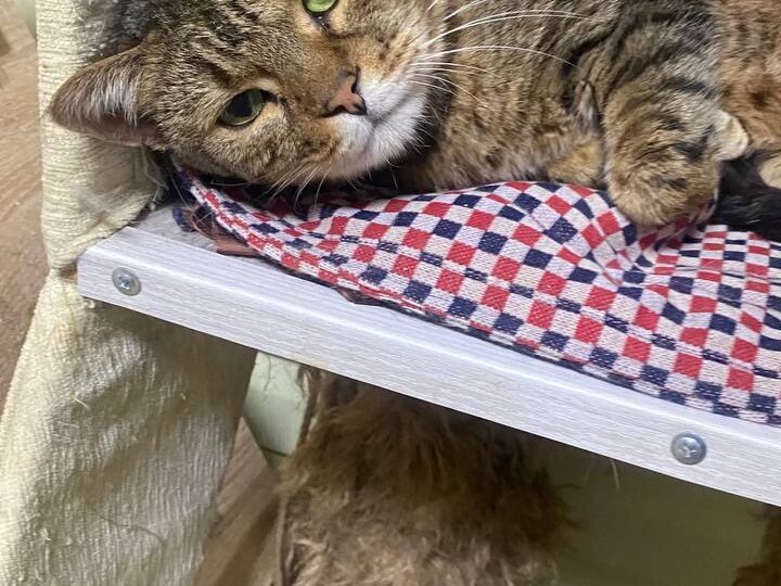 У наших котиков совсем закончились запасы влажных кормов