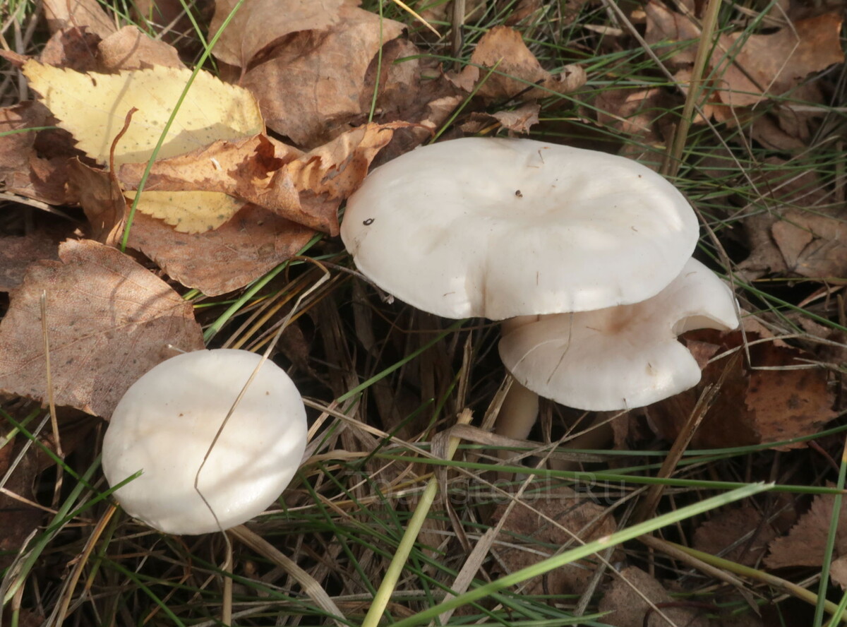 А это обещаный нюанс, секрет которого раскроется в конце (фото И.Лебединского)