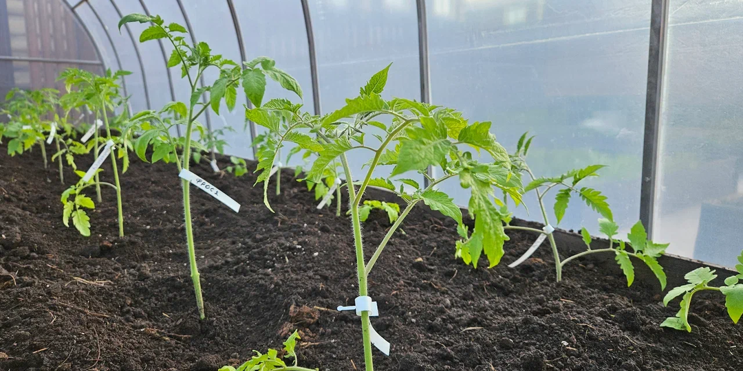 5 пунктов, без которых рассада не вырастет: одним пренебрегаю, а другими - нет