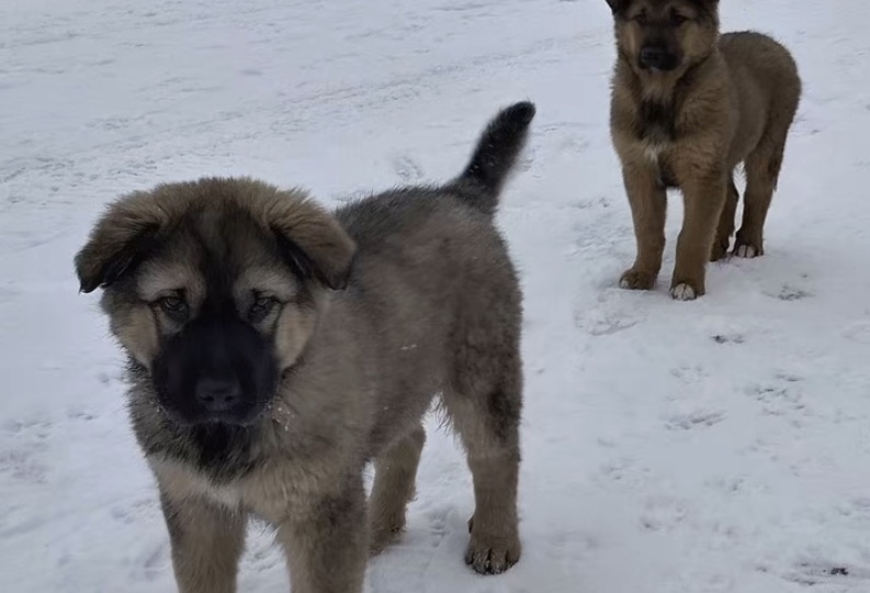 Спасите малышей с улицы🙏🏻
