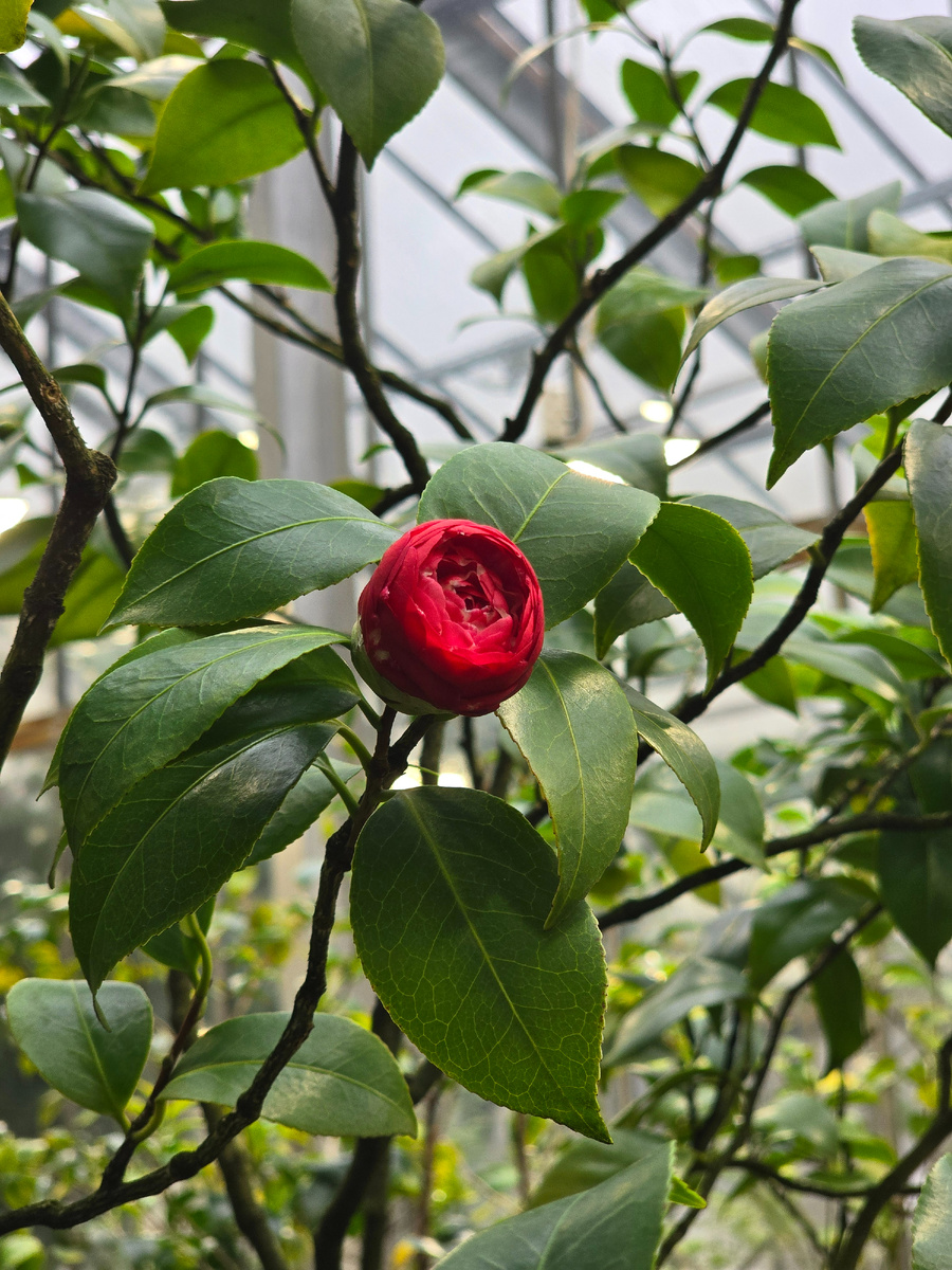 Камелия японская (лат. Camellia japonica).