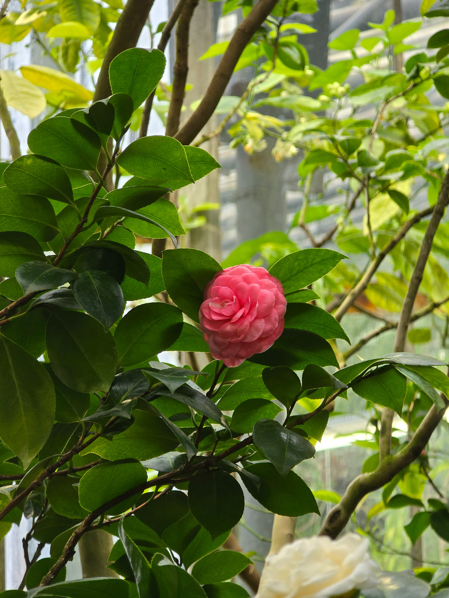 Камелия японская (лат. Camellia japonica).