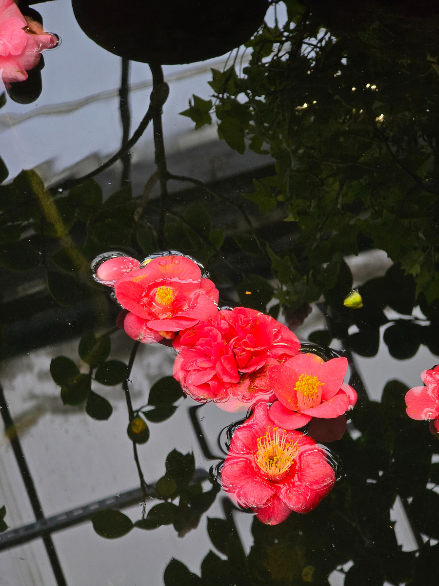 Камелия японская (лат. Camellia japonica).