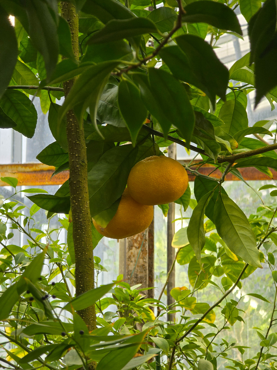 Померанец (лат. Cítrus aurántium), также известен как бигара́дия, севи́льский апельси́н, ки́слый апельсин, или го́рький апельсин – вечнозелёное древесное растение, вид рода Цитрус (Citrus) семейства Рутовые (Rutaceae). Вероятно, является гибридом мандарина (Citrus reticulata) и помело (Citrus maxima).