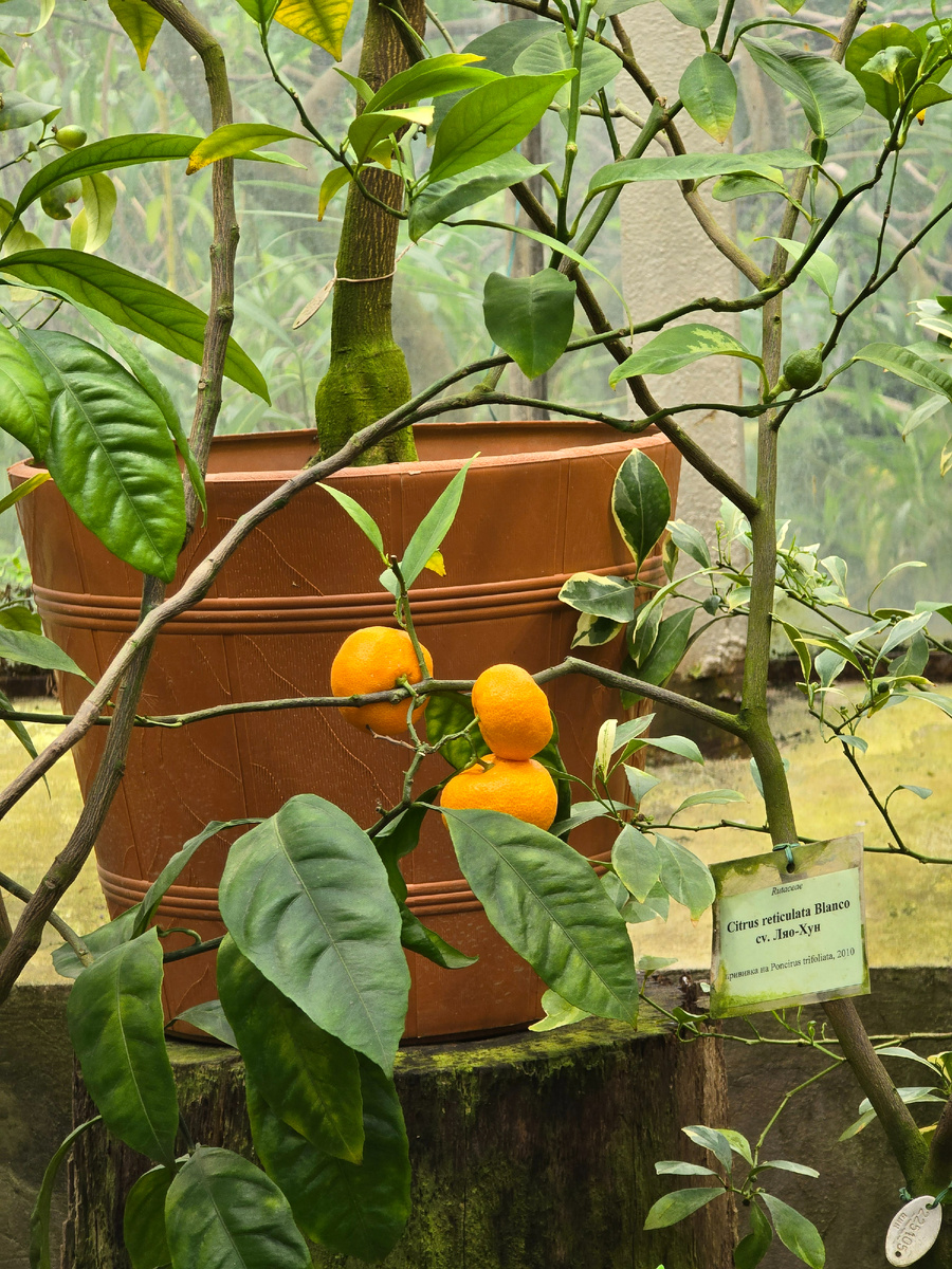 Мандарин (лат. Cītrus reticulāta) – небольшое вечнозелёное дерево, вид рода Цитрус (Citrus) семейства Рутовые (Rutaceae). Слово «мандарин» заимствовано в русский язык из испанского языка (вероятно, через французский язык). Испанское mandarin восходит к португальскому mandarim (в значении «чиновники»), которое, в свою очередь, восходит к древнеиндийскому mantrī́ – «советник, министр».