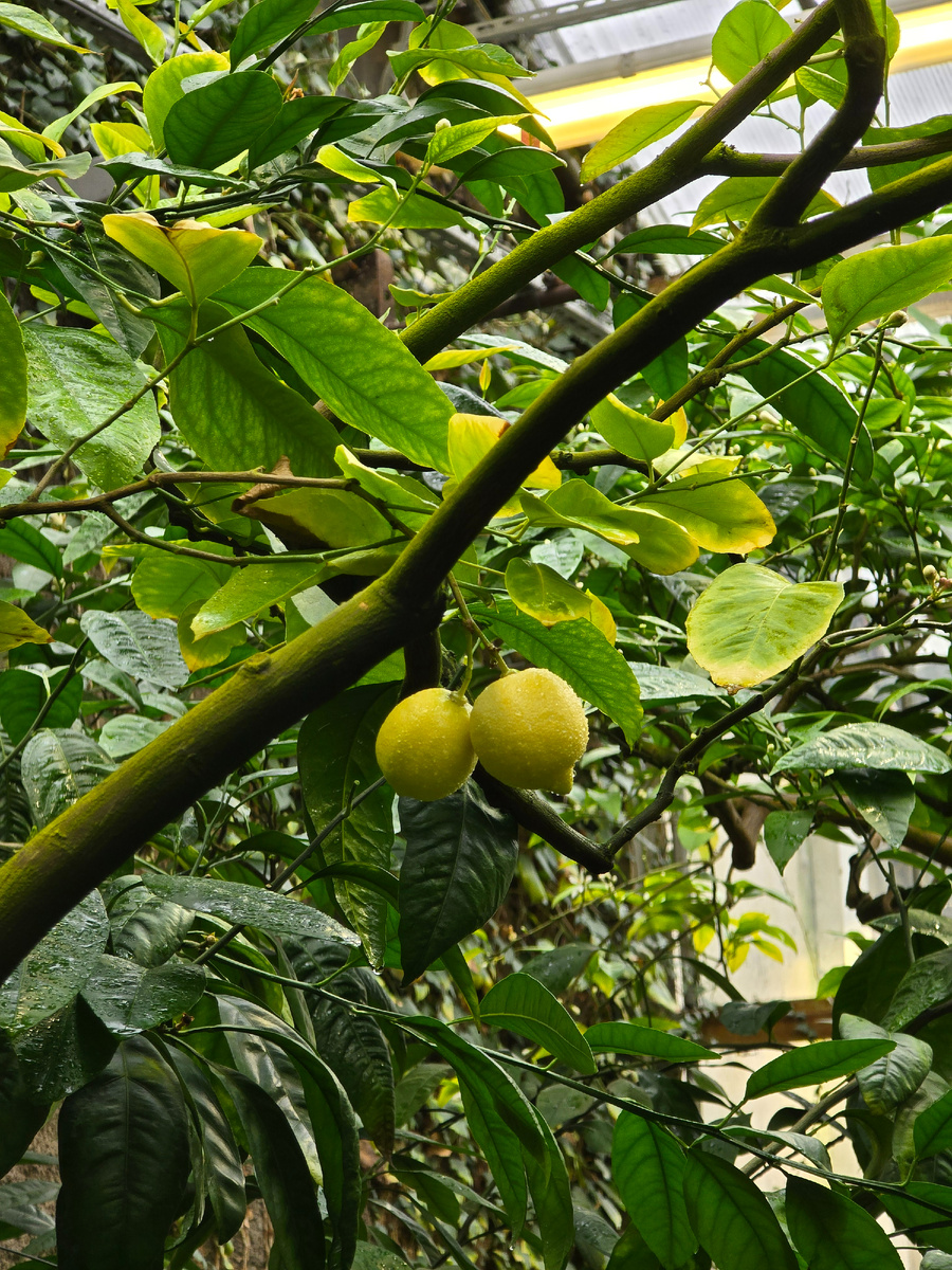 Лимон (лат. Cítrus límon) – небольшое вечнозелёное плодовое дерево высотой до 5-8 м, с раскидистой или пирамидальной кроной. Любопытно строение листа лимона: на первый взгляд это простой лист. В ботанике сложным листом называется такой, который состоит из нескольких отдельных пластинок (листочков), причём эти листочки опадают по отдельности. У лимона листовая пластинка опадает отдельно от черешка – черешок опадает позже. Следовательно, лист лимона по происхождению является одиночным сложным листом, но у него все доли, кроме одной, исчезли.