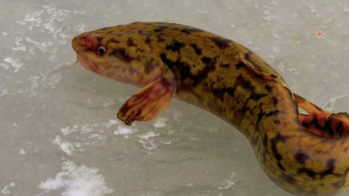 Налим - загадочная рыба