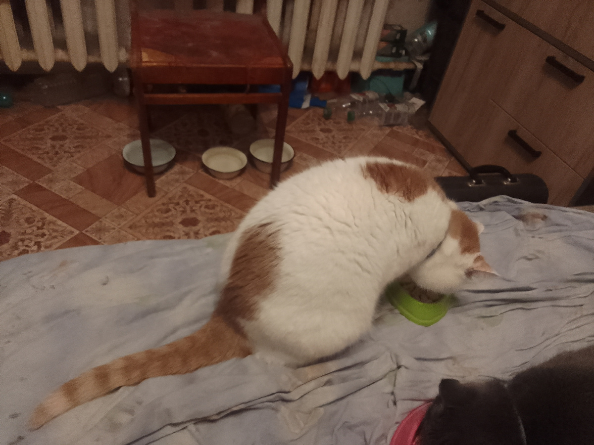 Юрка мартовский кот ест мясо курицы 