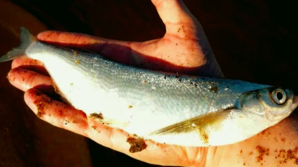 Чехонь - рыба-сабля