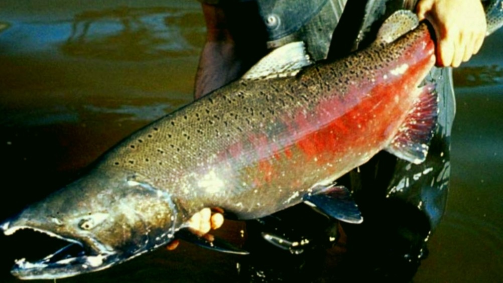 Чавыча - самый крупный лосось