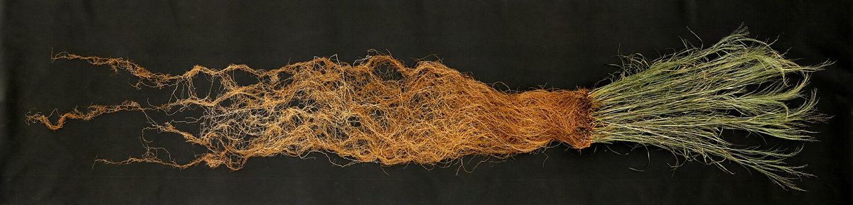 Корни злаков наглдно