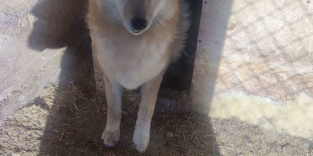 3000 жизней ждут вашей помощи: самый большой приют в России просит о помощи прямо сейчас!