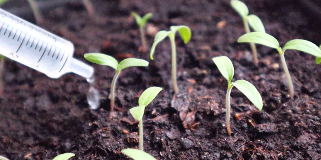 Рассада помидор взошла что делать дальше?