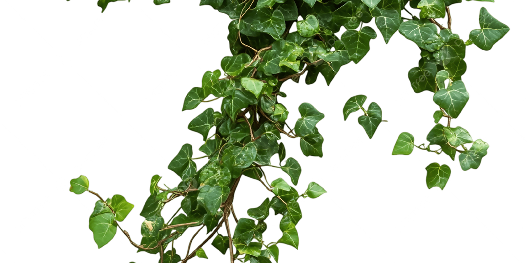 Идущие за лозой...