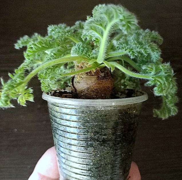 Такой прелестный череночек мне досталс\ в подарок.