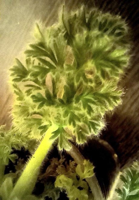 Лист с увеличением.