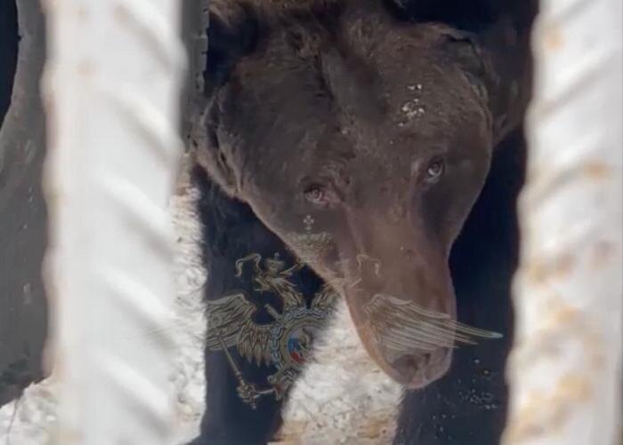 Обложка © Telegram / Ирина Волк