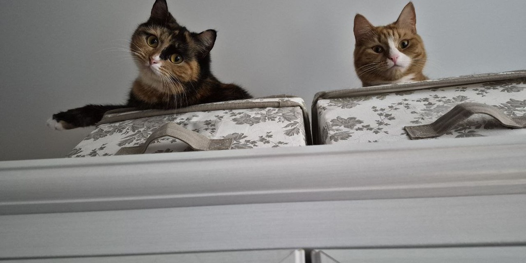 Две суперкрасивые кошечки вынуждены менять место жительства, и вот по какой причине