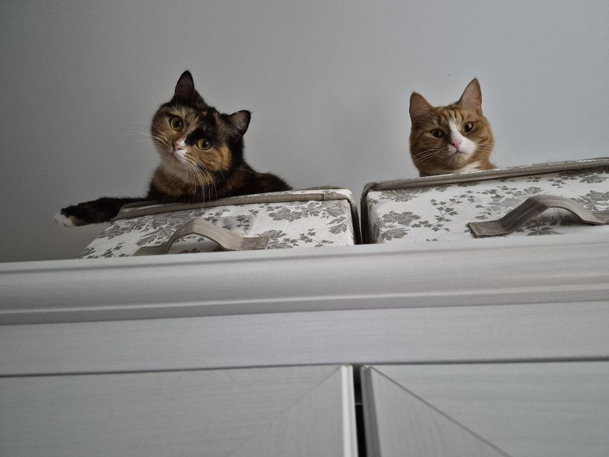 Шикарные котодевицы в поисках дома