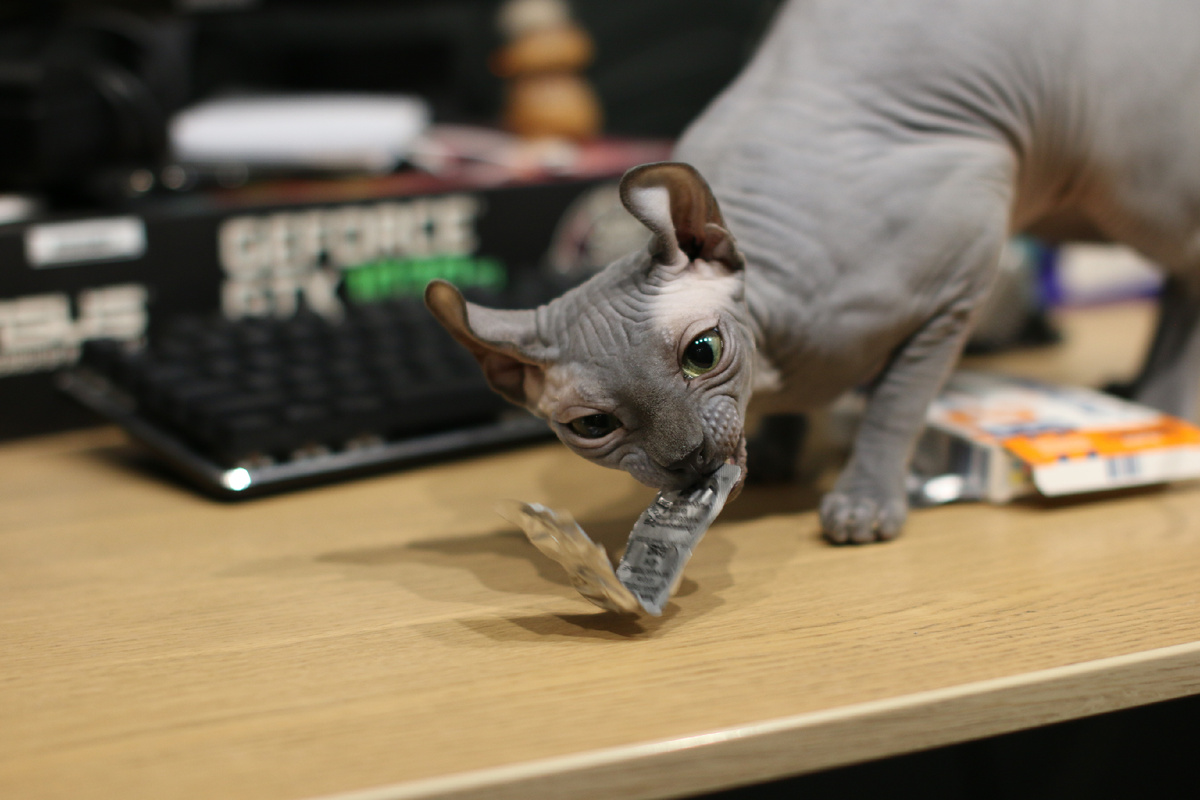 Иногда мы сами даём им препараты, но они могут взять их и сами, шуршащий блистер - интересная игрушка