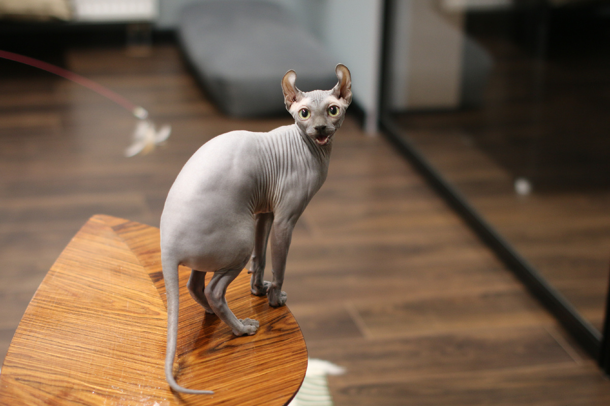 «Похожа на человека - значит можно лечить человеческими препаратами» — стандартная логика владельцев