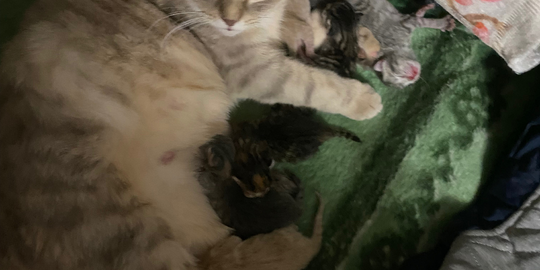 Чем день закончился.