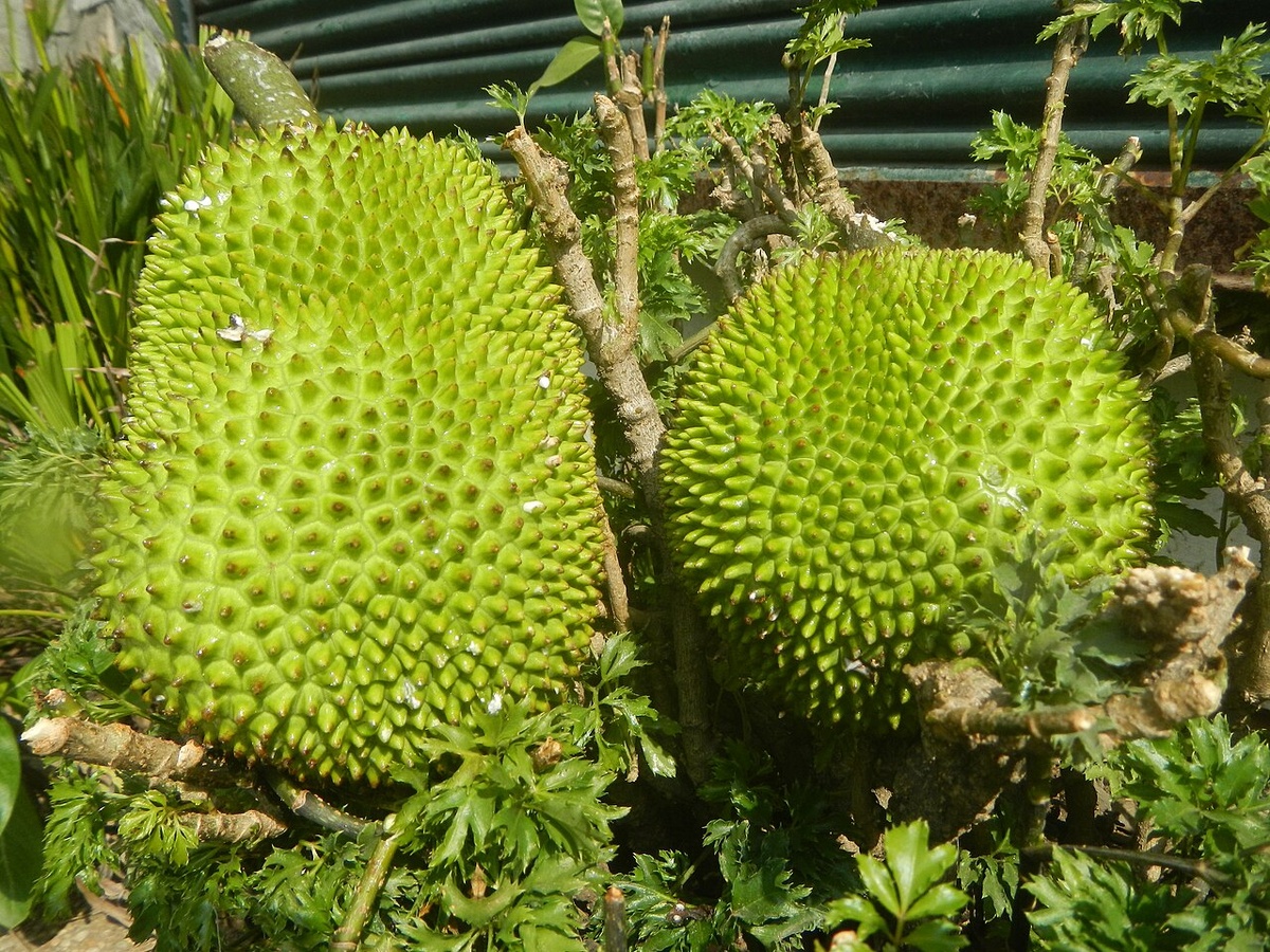 Artocarpus camansi