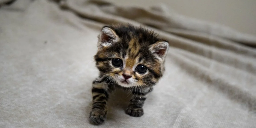 Монстр размером с кружку: самая смертоносная кошка в мире