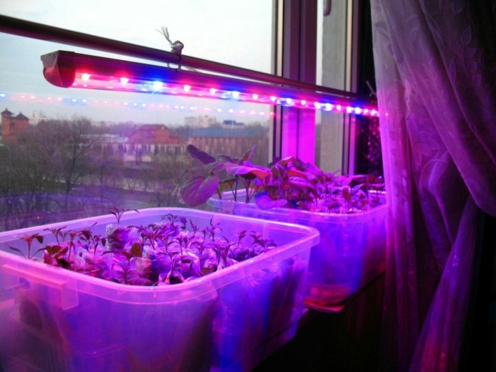 Яндекс Картинки