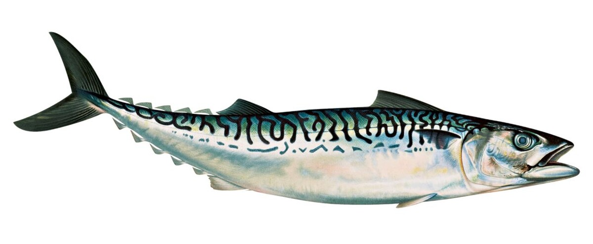     Скумбрия   
(сс0)