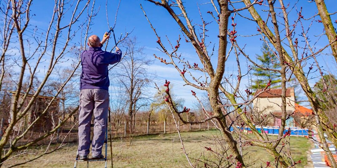 5 способов обрезать плодовые деревья весной