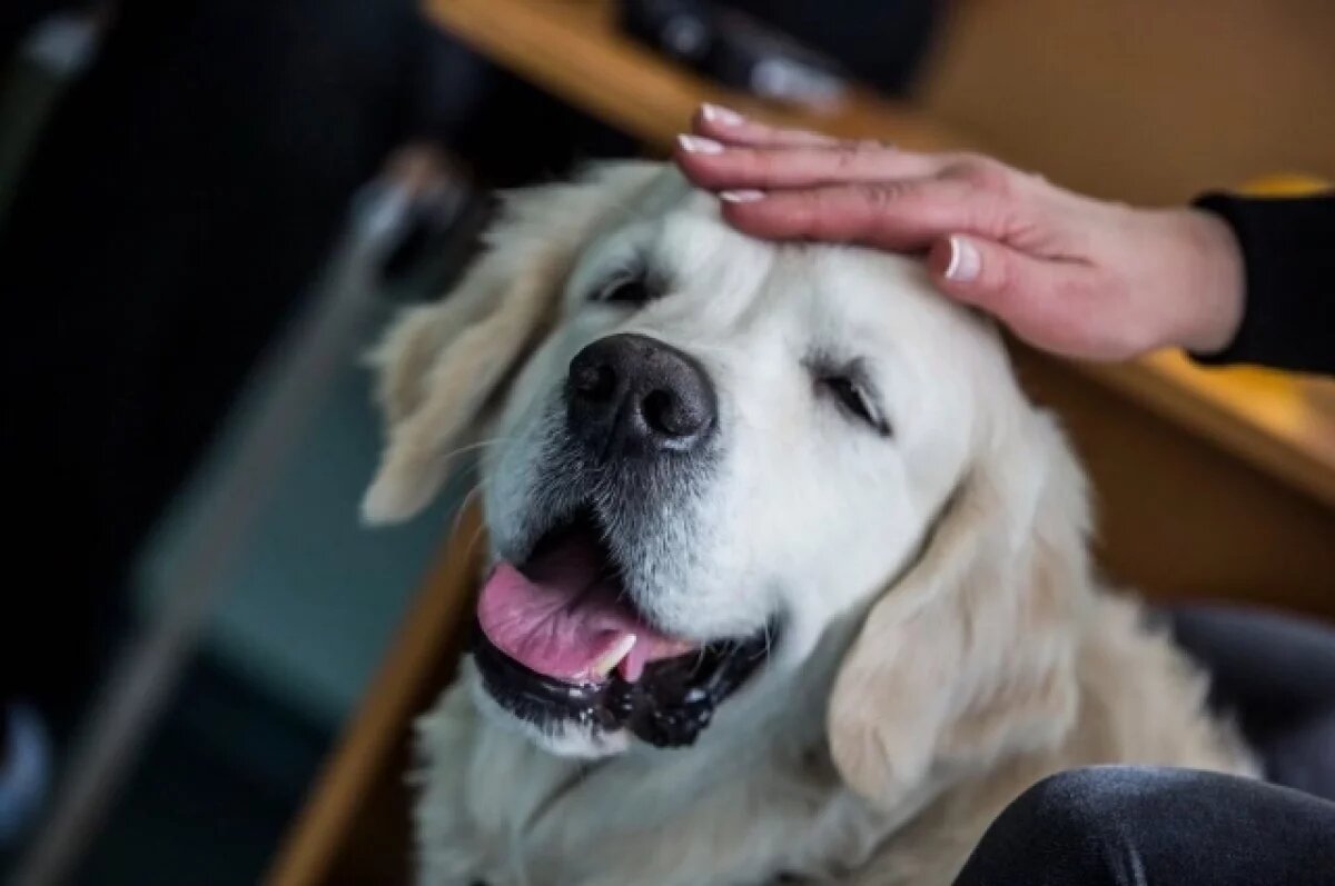    Самые милые золотистые ретриверы новосибирского питомника – 30 кадров