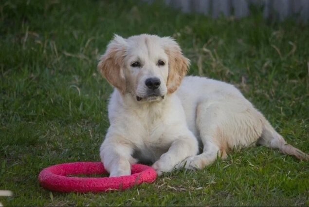    Фото: МК в Новосибирске/ МК в Новосибирске