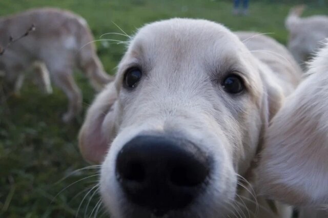    Фото: МК в Новосибирске/ МК в Новосибирске