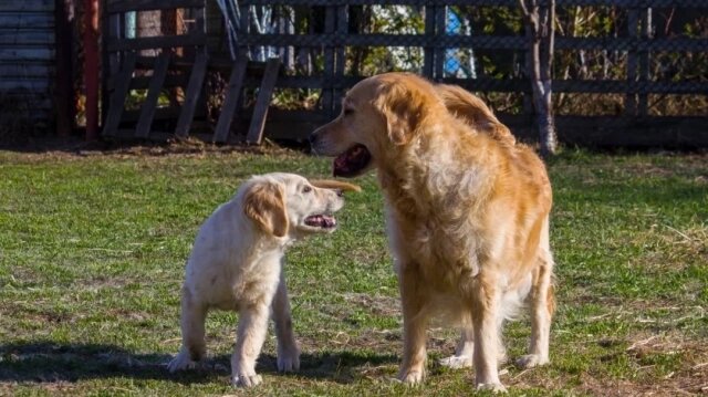 Фото: МК в Новосибирске/ МК в Новосибирске