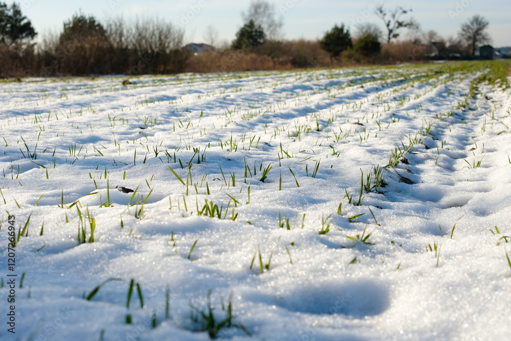 Изображение из открытых источников