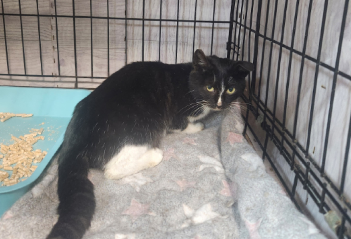 Персей найден на улице.