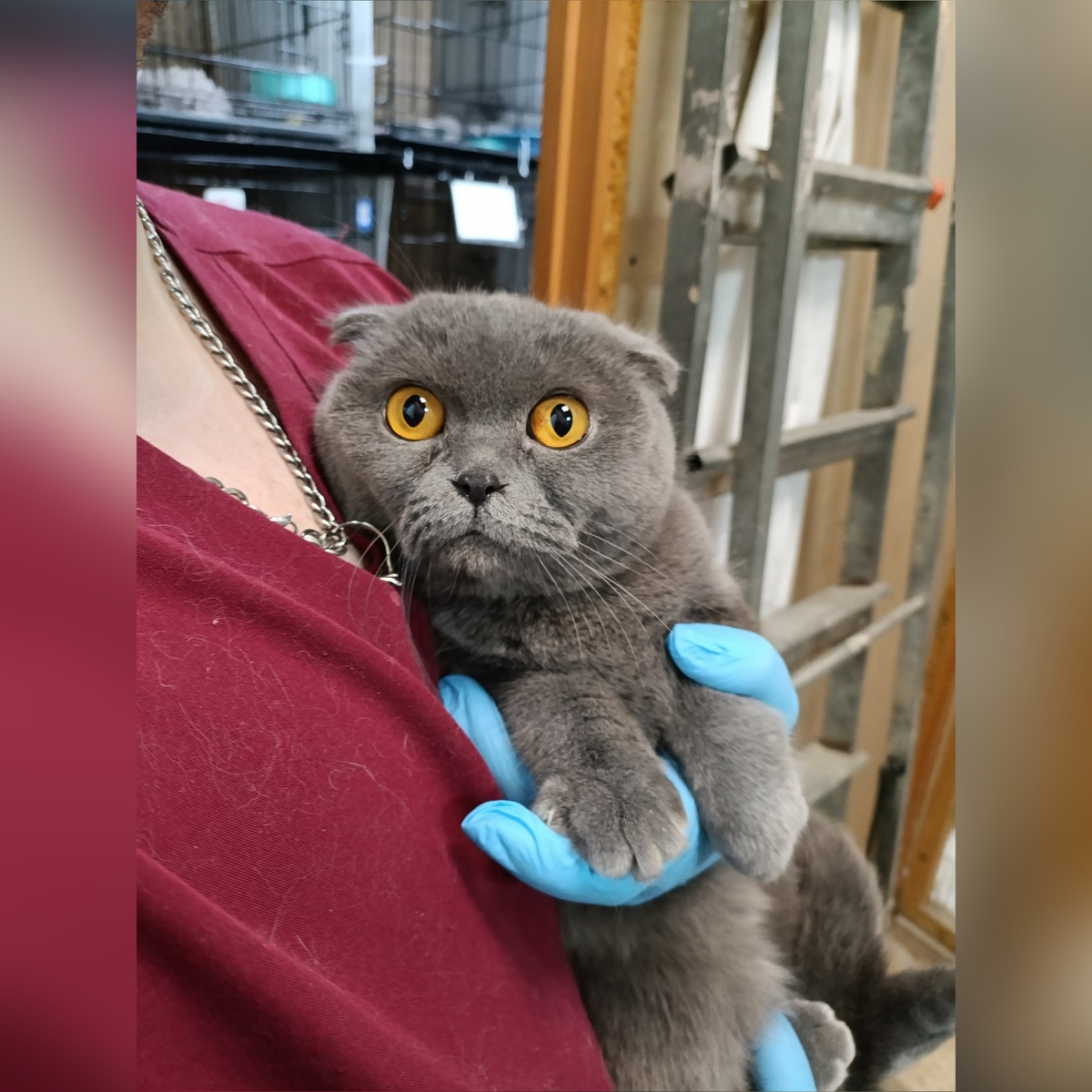 Солли нашли на улице в переноске.