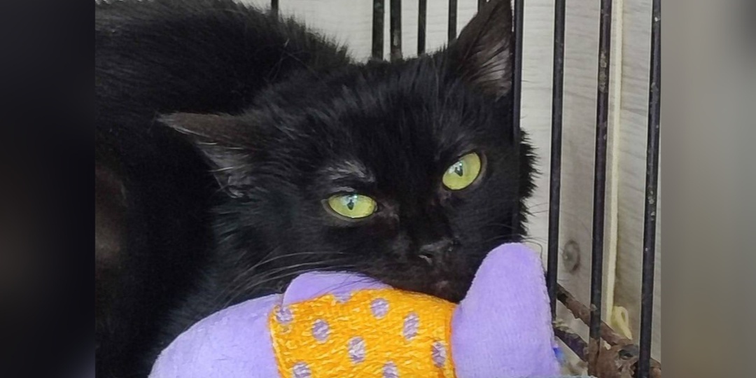 За окном весна, а к нам приехали новички