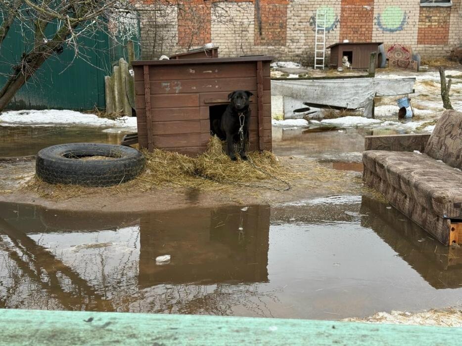 ЧП в приюте
Фото: из группы псковского приюта «Лесопилка» в соцсети «ВКонтакте»