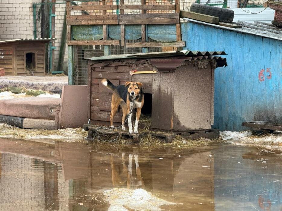 ЧП в приюте
Фото: из группы псковского приюта «Лесопилка» в соцсети «ВКонтакте»