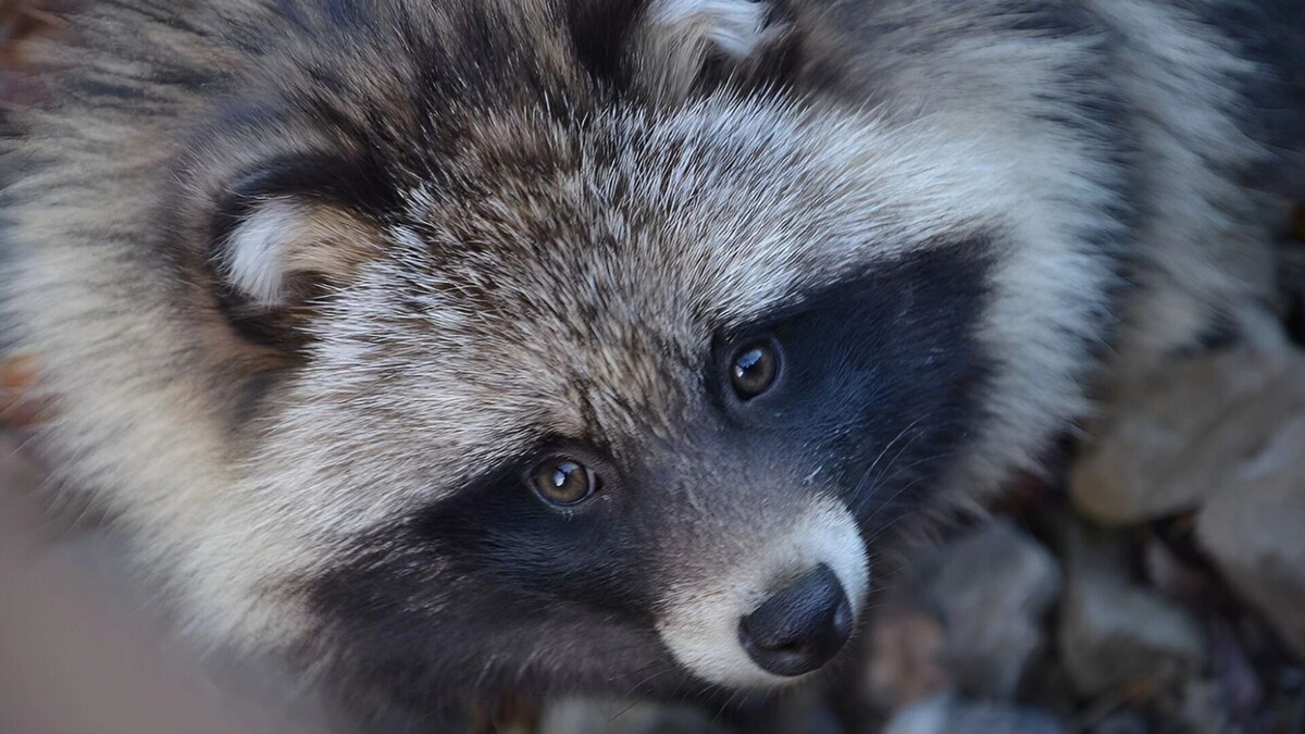    енотовидная собака   freepik.com