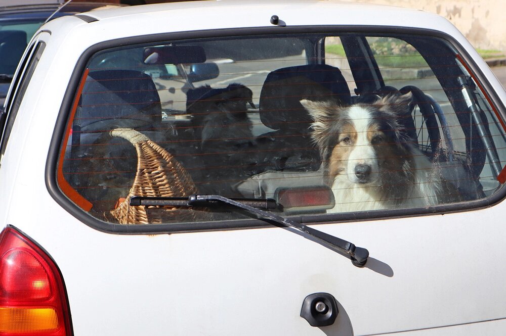    Если питомец волнуется и плохо реагирует на поездки, стоит заранее подготовиться и начать приём успокаивающих препаратов, которые помогут снизить уровень стресса в пути. Фото: istockphoto.com