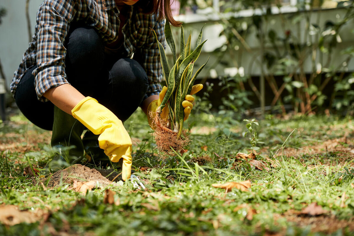    Огород 123RF/legion-media.ru