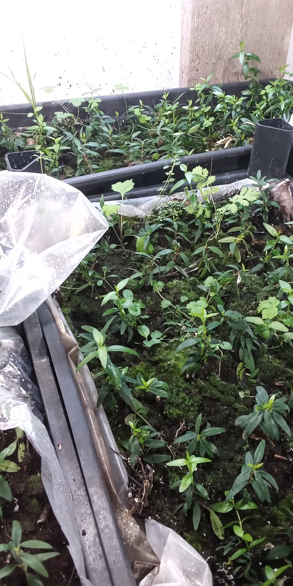 укорененышы 