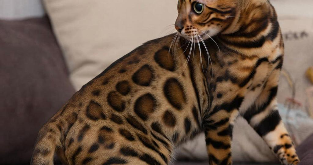 Бенгальская кошка: 5 вещей, к которым вы не готовы перед покупкой