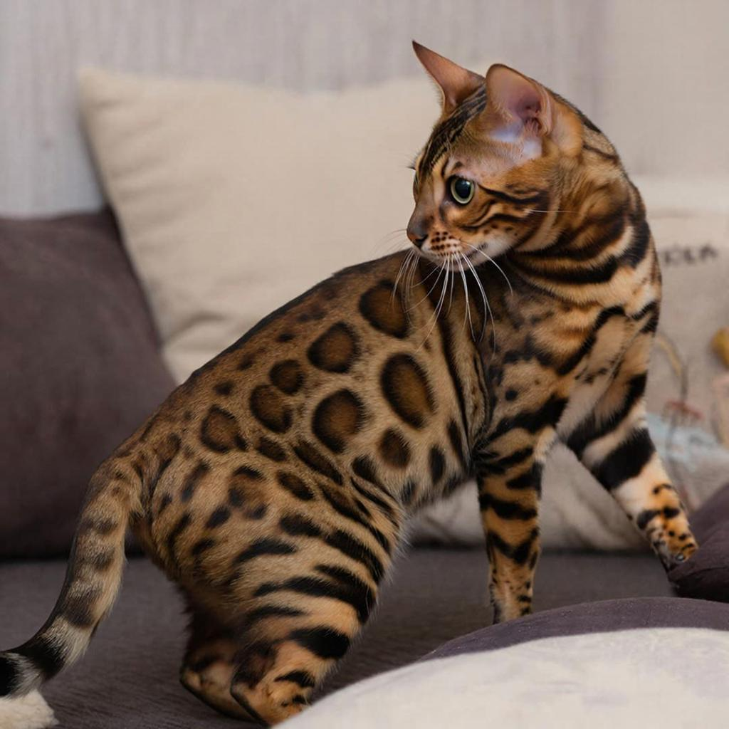 Яркий окрас и характерный взгляд — визитная карточка породы